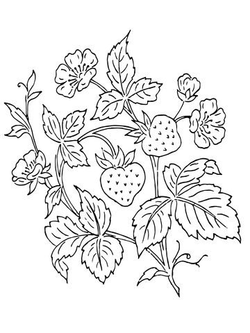 Strawberry Bush Coloring Page